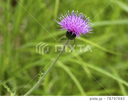 ノアザミの花 78797683