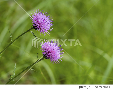 ノアザミの花 ノアザミの花 78797684