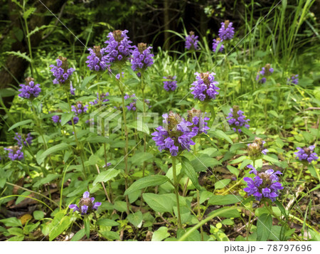 カゴソウの花 78797696