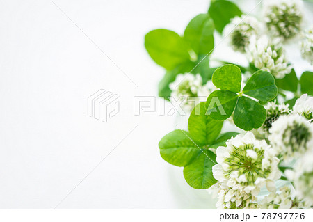 四つ葉のクローバー  白背景素材 78797726