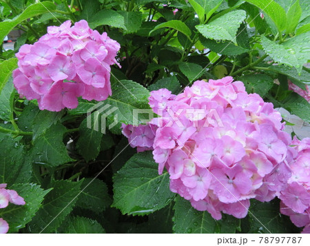 雨に濡れた薄桃色の紫陽花 78797787