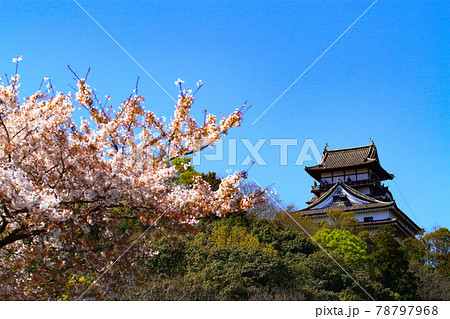 春の犬山市、犬山城と桜の風景 春の犬山市、犬山城と桜の風景 78797968