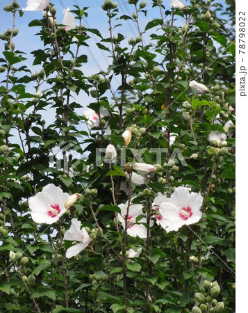 ムクゲの花 ムクゲの花 78798022