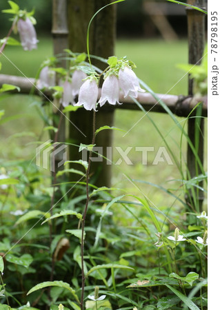 古い農家の庭先で咲く ホタルブクロの花の写真素材