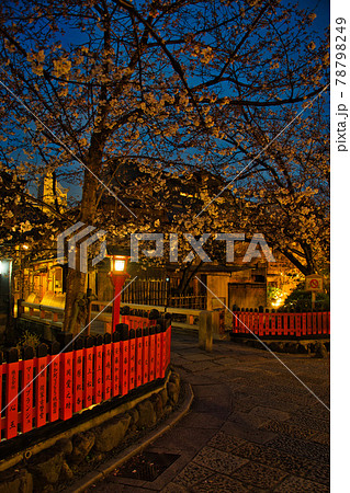 祇園白川巽橋の夜桜2021春 祇園白川巽橋の夜桜2021春 78798249