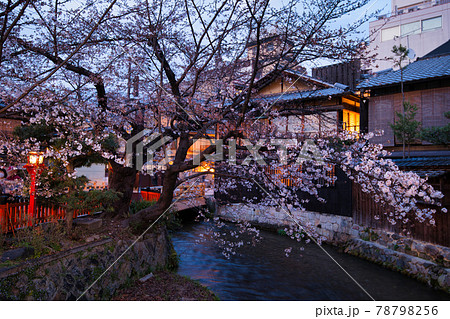 祇園白川の夜桜2021春 78798256