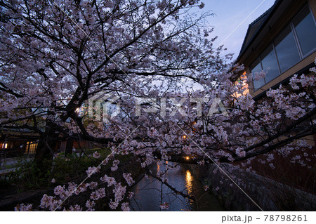 祇園白川の夜桜2021春 祇園白川の夜桜2021春 78798261