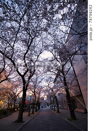祇園白川の夜桜2021春 祇園白川の夜桜2021春 78798262