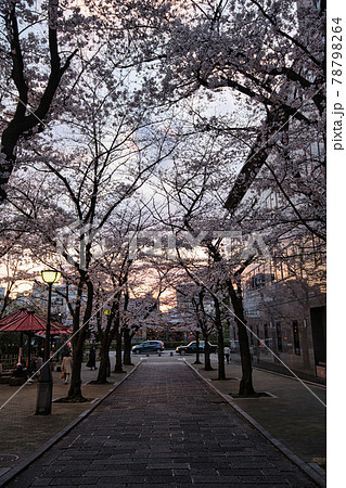 祇園白川の夜桜2021春 祇園白川の夜桜2021春 78798264