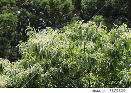 初夏に咲く、クリの花 初夏に咲く、クリの花 78798294