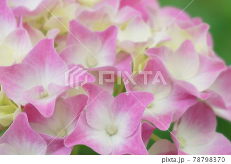 ズームしたピンクと白のグラデーションの紫陽花の写真素材