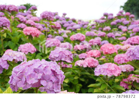 たくさんのピンクの紫陽花 78798372