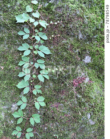 岩苔に付着する夏蔦 岩苔に付着する夏蔦 78798549