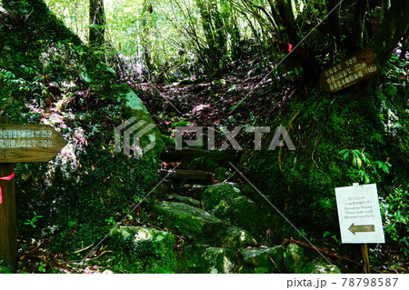 屋久島　楠川分れ　白谷雲水峡方面への分岐 78798587