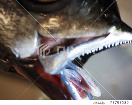 キジメの舌 78798589