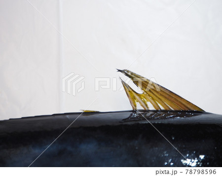 キジメの背びれ キジメの背びれ 78798596