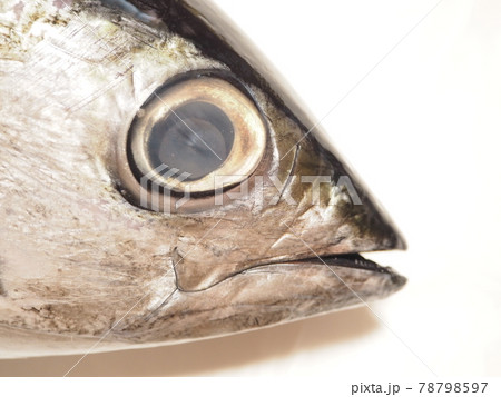 キジメの顔と大きな眼 78798597