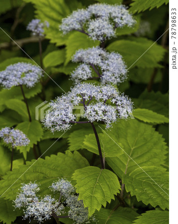 コアジサイの花 コアジサイの花 78798633
