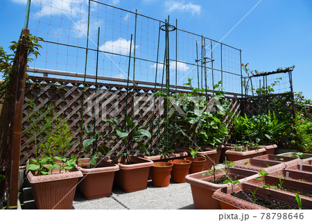 青空の下 ルーフバルコニーで家庭菜園 野菜いっぱいのプランター菜園の写真素材