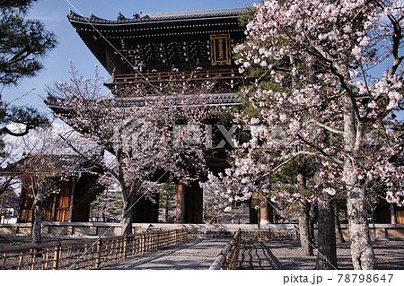 金戒光明寺と桜　2021春 78798647