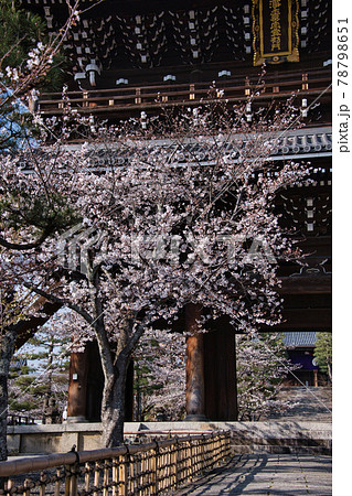 金戒光明寺と桜　2021春 78798651