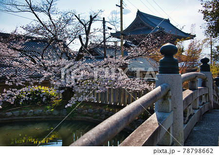 金戒光明寺と桜　2021春 78798662