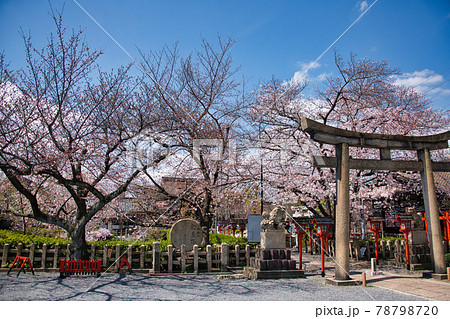 京都　六孫王神社の春　2021 78798720