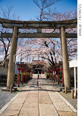 京都　六孫王神社の春　2021 78798721