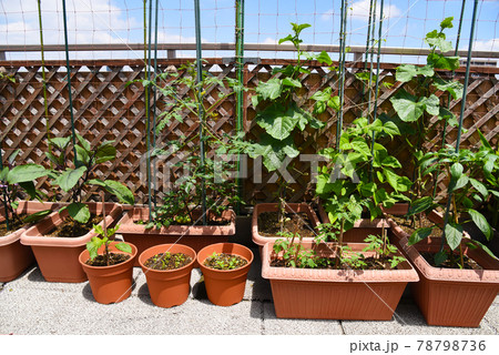 ルーフバルコニーで家庭菜園 いろいろな野菜をプランターで栽培 ルーフバルコニーで家庭菜園 いろいろな野菜をプランターで栽培 78798736