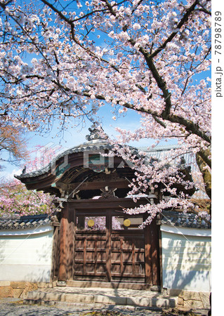 京都 妙顕寺の春 2021 京都 妙顕寺の春 2021 78798789