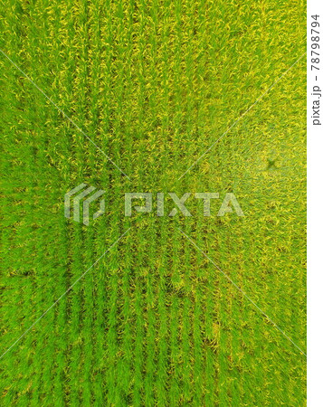 真上から見た稲穂〜ドローンで空撮(福島県大沼郡会津美里町大石字家ノ下) 真上から見た稲穂〜ドローンで空撮(福島県大沼郡会津美里町大石字家ノ下) 78798794