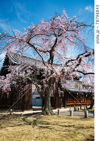 京都 妙覚寺の春 2021 京都 妙覚寺の春 2021 78798843