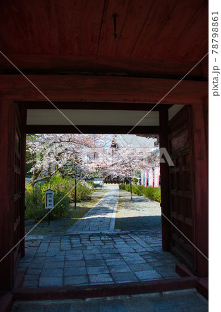 京都 本法寺の春2021 京都 本法寺の春2021 78798861