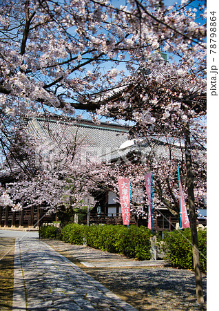 京都 本法寺の春2021 京都 本法寺の春2021 78798864