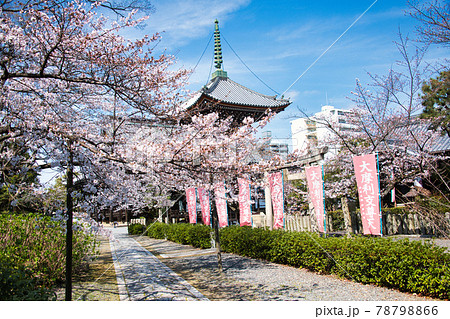 京都 本法寺の春2021 京都 本法寺の春2021 78798866