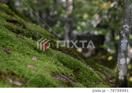 京都嵐山宝厳院の紅葉と苔 78798981