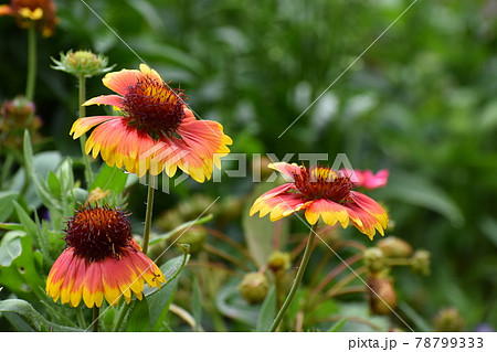 京都府立植物園 京都府立植物園 78799333