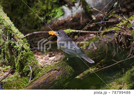 アメリカコマドリがサーモンべリ－を咥える様子　　ノースバンクーバー　ブリティッシュコロンビア　カナダ 78799486