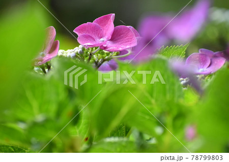 京都府立植物園 78799803