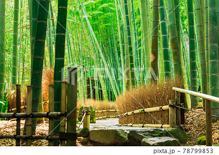 初夏の鎌倉 報国寺 竹の庭 初夏の鎌倉 報国寺 竹の庭 78799853