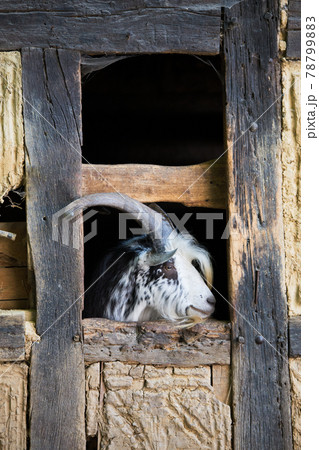 Male goat profile portrait in old barn Male goat profile portrait in old barn 78799883