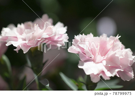 ピンクのナデシコ 78799975