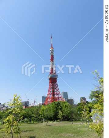 芝公園から見える東京タワー 芝公園から見える東京タワー 78800081