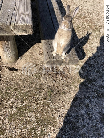 《うさぎの島（大久野島）の木のベンチの上で2本足で立つ（うたっち）茶色の可愛いうさぎ》（広島県） 78800364