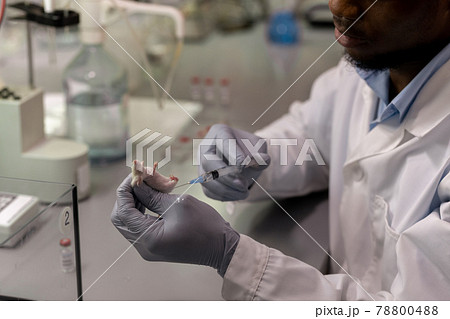 Gloved African scientist injecting vaccine to white mouse Gloved African scientist injecting vaccine to white mouse 78800488