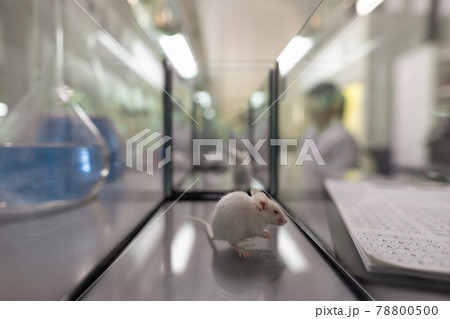 White mouse sitting inside glass container in scientific laboratory 78800500