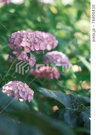 本土寺の美しい紫陽花 本土寺の美しい紫陽花 78800830