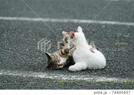 可愛い野良猫の子猫達が親離れまでの僅かな時を過ごす 可愛い野良猫の子猫達が親離れまでの僅かな時を過ごす 78800837