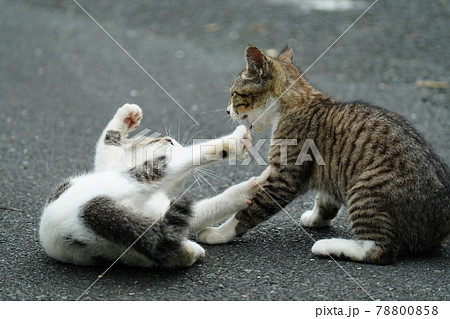 可愛い野良猫の子猫達が親離れまでの僅かな時を過ごす 可愛い野良猫の子猫達が親離れまでの僅かな時を過ごす 78800858