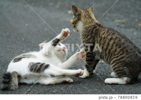 可愛い野良猫の子猫達が親離れまでの僅かな時を過ごす 可愛い野良猫の子猫達が親離れまでの僅かな時を過ごす 78800859